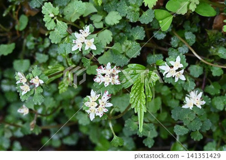 The small white flowers of the lovely *Saxifraga fortunei*, which bloom along the stream in Akame Valley, were spotted here. The small white flowers of the lovely *Saxifraga fortunei*, which bloom along the stream in Akame Valley, were spotted here. 141351429