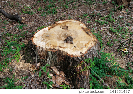 Landscape with stump Landscape with stump 141351457