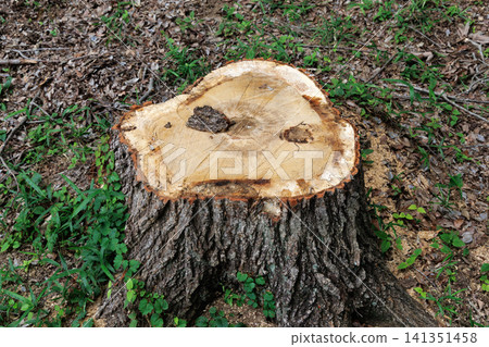 Landscape with stump Landscape with stump 141351458