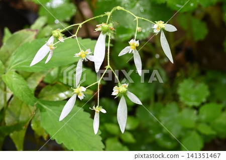 Haruyukinoshita, a species endemic to Japan, grows on rocky mountain slopes and is known for its beautiful long white petals at the base. Haruyukinoshita, a species endemic to Japan, grows on rocky mountain slopes and is known for its beautiful long white petals at the base. 141351467