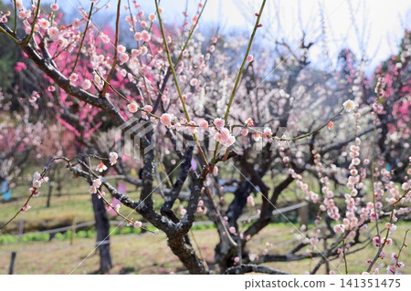 Cute plum blossoms and the dance of the crested ibis Cute plum blossoms and the dance of the crested ibis 141351475