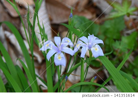 A small, cute dwarf iris (Iris japonica) that blooms side by side on the forest floor in mountainous areas of Japan. A small, cute dwarf iris (Iris japonica) that blooms side by side on the forest floor in mountainous areas of Japan. 141351614