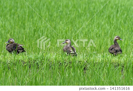 Mallard ducks resting on a field path Mallard ducks resting on a field path 141351616
