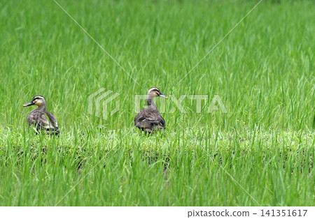 Mallard ducks resting on a field path Mallard ducks resting on a field path 141351617