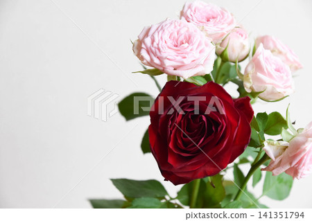 pink and red roses pink and red roses 141351794
