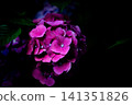 Purple hydrangeas floating in the darkness - close-up, early summer flowers, background material 141351826
