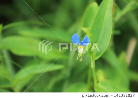 藍胡蘿蔔 藍胡蘿蔔 141351827