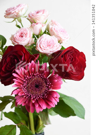 Rose and Gerbera Rose and Gerbera 141351842