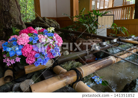 繡球花漂浮在溫室裡 繡球花漂浮在溫室裡 141351852