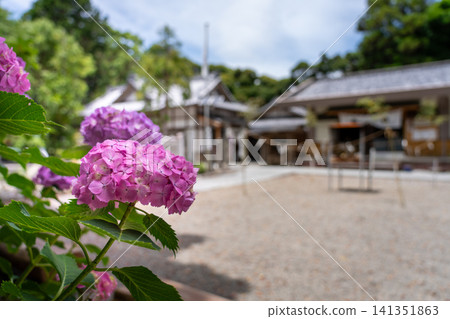 hydrangea hydrangea 141351863