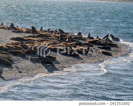 South American Sea Lion Colony Resting on Beagle Channel Shore South American Sea Lion Colony Resting on Beagle Channel Shore 141351892