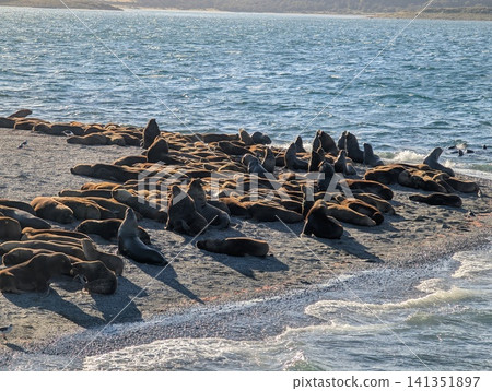 South American Sea Lion Colony Along Foamy Beagle Channel Shore 141351897