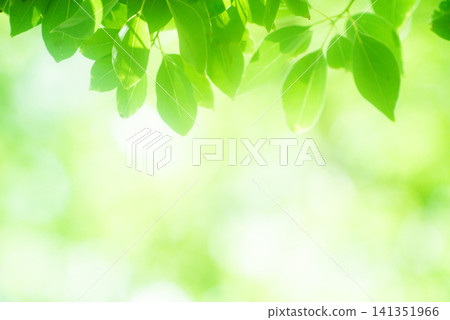 The season of fresh greenery The season of fresh greenery 141351966
