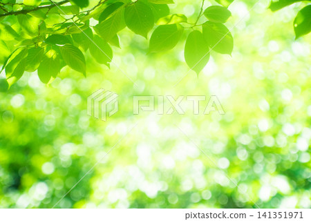 The season of fresh greenery The season of fresh greenery 141351971