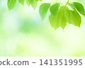 新綠色的季節 141351995
