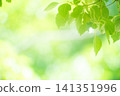 新綠色的季節 141351996