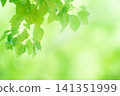 新綠色的季節 141351999