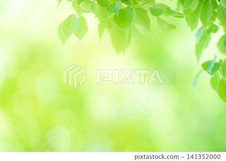 The season of fresh greenery The season of fresh greenery 141352000