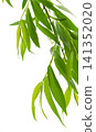 Green leaves fly with a gust of wind. Green leaves wave. Leaf falling. Vegan, eco, organic design element.on transparent, png 141352020