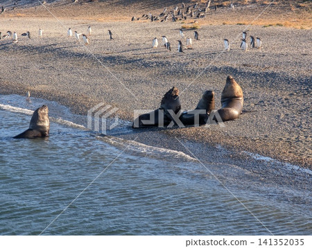 Four Sea Lions Resting on Shore with Penguins Across Beach 141352035
