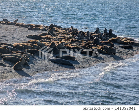 Sea Lion Colony Resting at Edge of Windswept Beagle Channel Sea Lion Colony Resting at Edge of Windswept Beagle Channel 141352041
