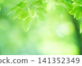 新綠色的季節 141352349