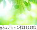 新綠色的季節 141352351