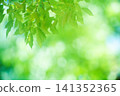 新綠色的季節 141352365