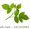 Young just grown raspberry leaves for decoration on transparent, png.raspberry with green fresh leaves. Natural product 141352441