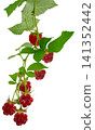 raspberry branches with berries and leaves. fresh raspberries .Healthy and wholesome food concept. Isolated on transparent, png 141352442