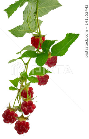 raspberry branches with berries and leaves. fresh raspberries .Healthy and wholesome food concept. Isolated on transparent, png raspberry branches with berries and leaves. fresh raspberries .Healthy and wholesome food concept. Isolated on transparent, png 141352442