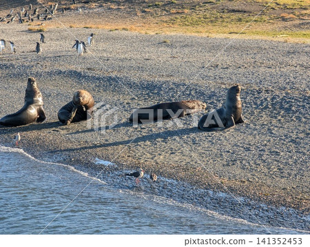 Sea Lion Group Resting Near Penguins on Patagonian Beach 141352453