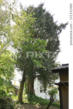 岩槻市漫步:甲州寺(曹洞宗)-寺內有日本肉荳蔻樹 岩槻市漫步:甲州寺(曹洞宗)-寺內有日本肉荳蔻樹 141352466