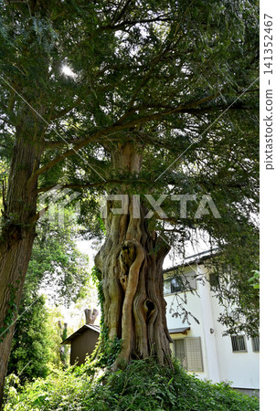 A walk around Iwatsuki: Koshu-ji Temple (Soto Zen sect) - Japanese nutmeg tree in the temple grounds A walk around Iwatsuki: Koshu-ji Temple (Soto Zen sect) - Japanese nutmeg tree in the temple grounds 141352467