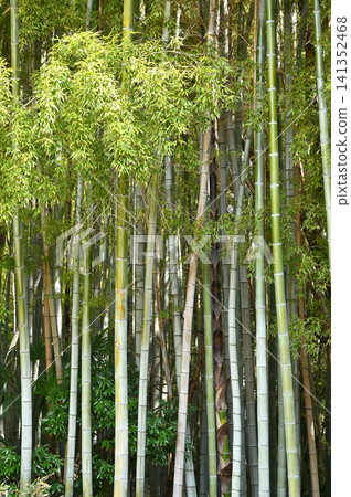 岩槻漫步:甲州寺竹林(曹洞宗禪宗) 岩槻漫步:甲州寺竹林(曹洞宗禪宗) 141352468