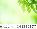 新綠色的季節 141352577