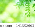 新綠色的季節 141352603