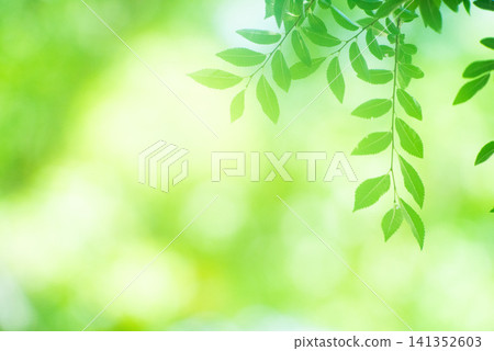 The season of fresh greenery The season of fresh greenery 141352603