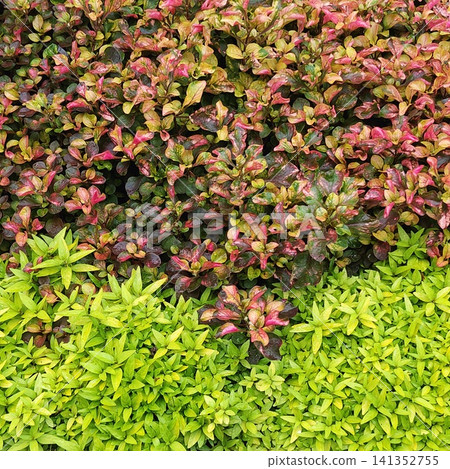 Alternanthera ficoidea, or often called Red Purslane Alternanthera ficoidea, or often called Red Purslane 141352755