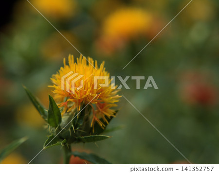 Yellow safflowers bloomed beautifully in the hot and humid early summer of July. Yellow safflowers bloomed beautifully in the hot and humid early summer of July. 141352757