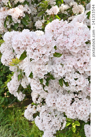 Tree: Karmia azalea Tree: Karmia azalea 141353544