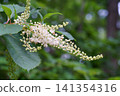 日本桫欏樹的花朵與花蕾 141354316