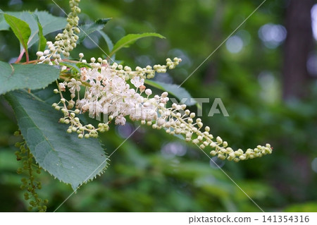 日本桫欏樹的花朵與花蕾 日本桫欏樹的花朵與花蕾 141354316
