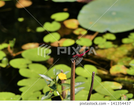 一隻紅色的蜻蜓停在睡蓮上。 一隻紅色的蜻蜓停在睡蓮上。 141354437