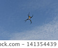 Blue sky and spiderwebs; a large spider; a golden orb-weaver spider. 141354439