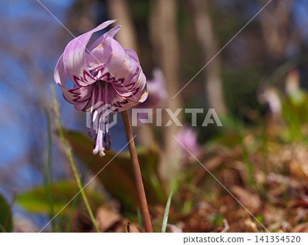 Photographs of the ecology of the dogtooth violet flower Photographs of the ecology of the dogtooth violet flower 141354520
