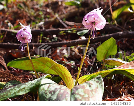 Photographs of the ecology of the dogtooth violet flower Photographs of the ecology of the dogtooth violet flower 141354523