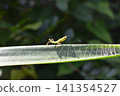 Small mantis 141354527