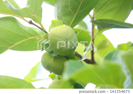 Persimmon tree swaying in the wind Persimmon tree swaying in the wind 141354673