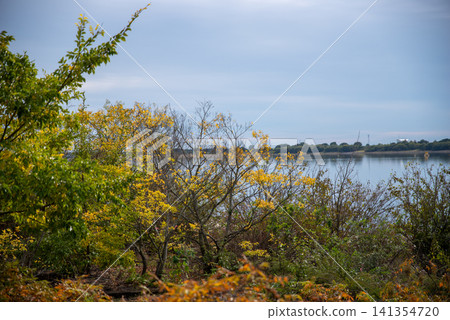 The scenery of trees with autumn leaves and the lake surface The scenery of trees with autumn leaves and the lake surface 141354720